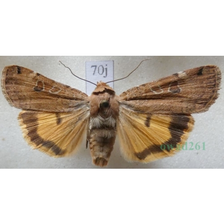 Noctua orbona (Hufnagel, 1766) Rolnica sierotka Slovakia70j